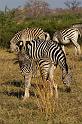 258 Linyanti, zebra's